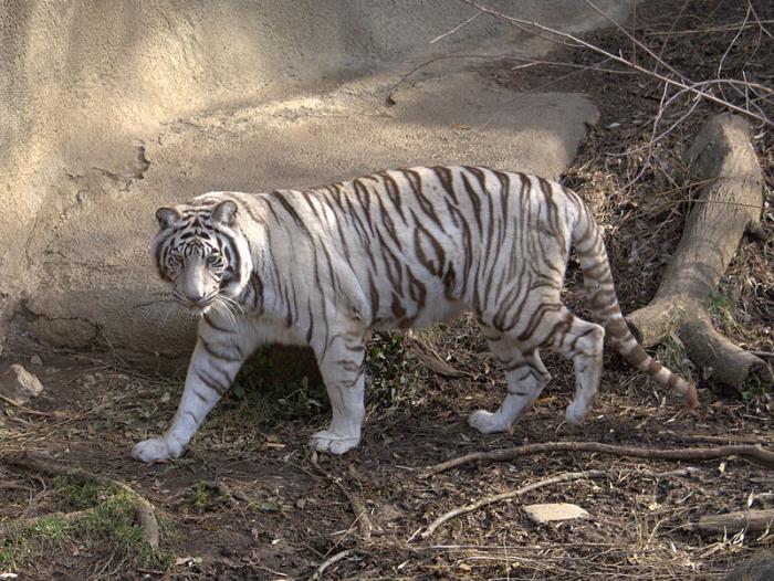 где живет белый тигр