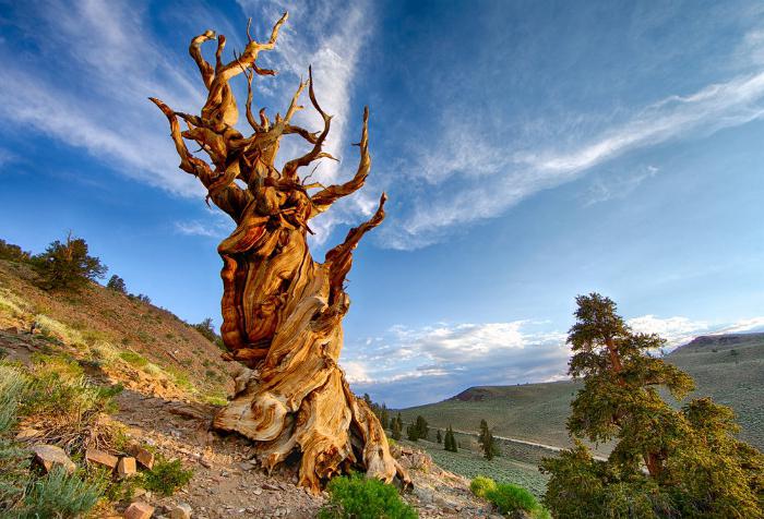 десять самых удивительных деревьев в мире 