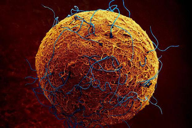 Особенности строения яйцеклетки и сперматозоида