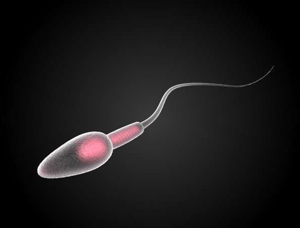 Особенности строения сперматозоида