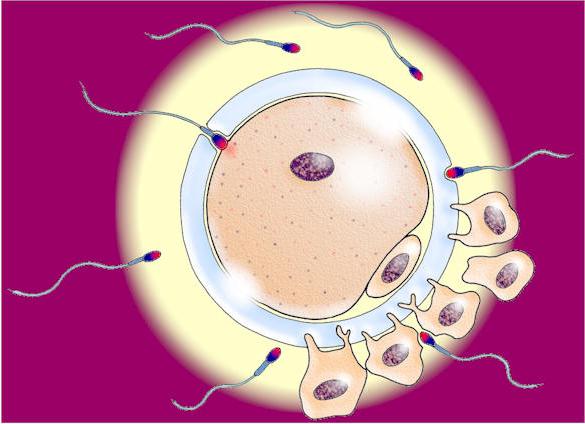 Строение и функции сперматозоида