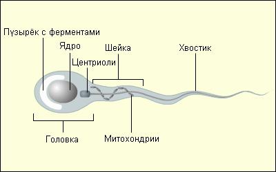 Строение яйцеклетки и сперматозоида