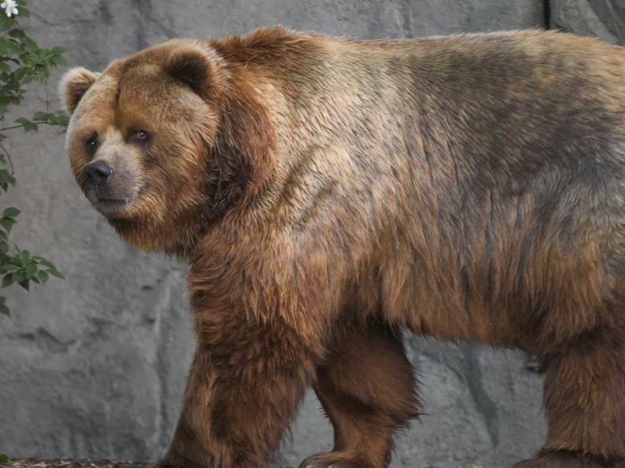 самый большой в мире медведь