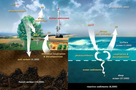описание круговорота углерода в природе