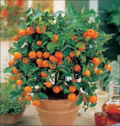 апельсиновое дерево домашнее