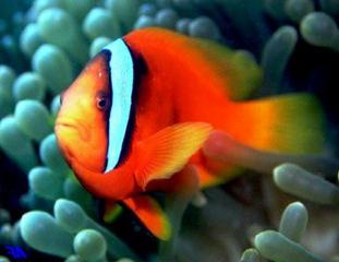 рыбы красного моря фото