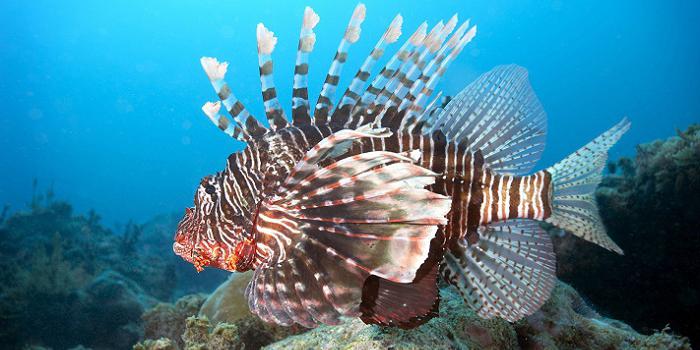 опасные рыбы красного моря