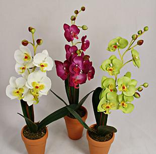 Черная орхидея цветок, особенности ухода, болезни и вредители