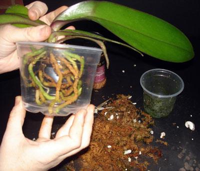 болезни орхидей и их лечение