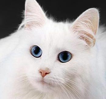 Кошка белая с голубыми глазами