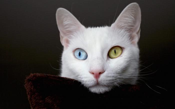 Белые породы кошек