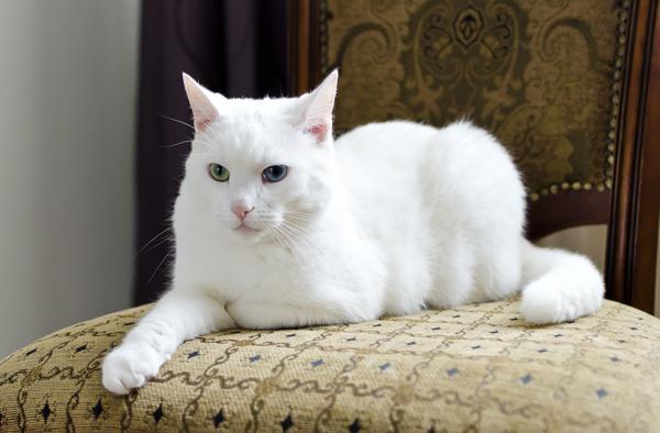 Белые кошки [фото + список пород]: суеверия, уход и особенности