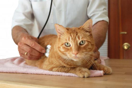 кальцивироз у кошек опасен ли для людей