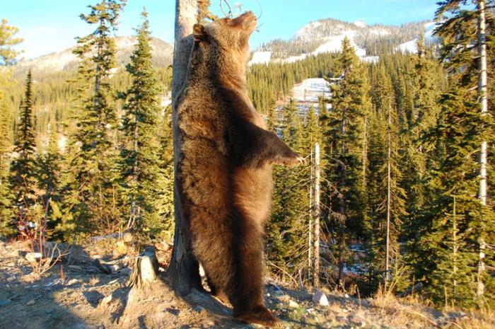 бурый медведь 
