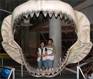 фото самой большой белой акулы 