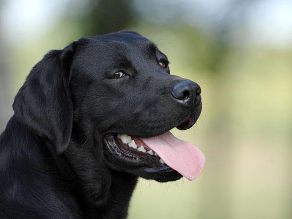 лабрадор черный собака