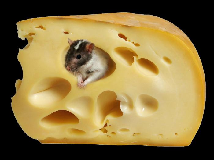 сыр маасдам цена