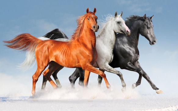 арабские лошади танцуют