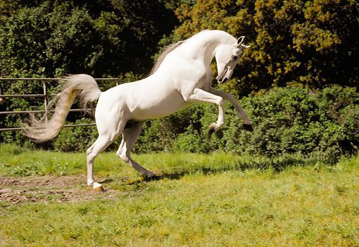 чистокровная арабская лошадь