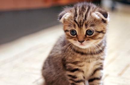 Британская вислоухая кошка: 15 фото, описание породы, характер, уход