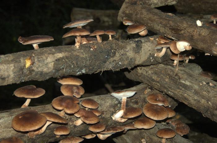 Шиитаке грибы: фото