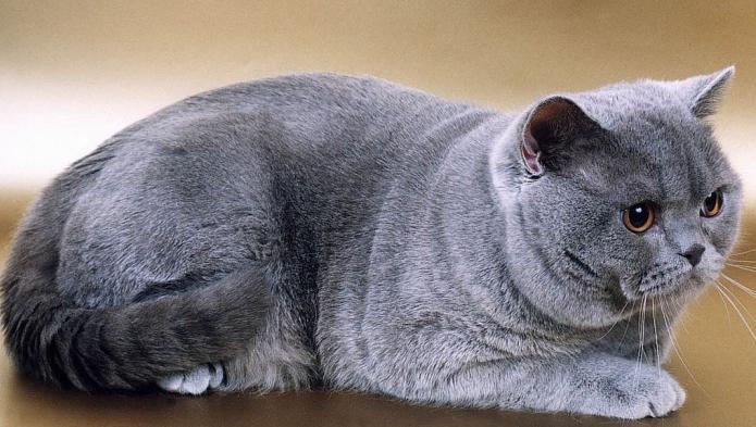 порода кошек голубая британская