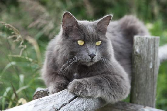 Нибелунг кошка: фото, цена, описание породы, характер, видео, питомники