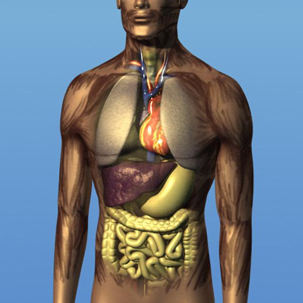 расположение внутренних органов человека
