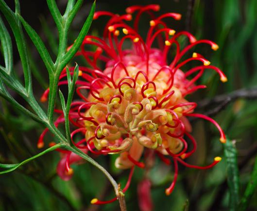 Растения австралии фото с названиями