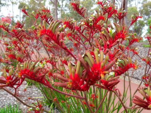 растения австралии фото