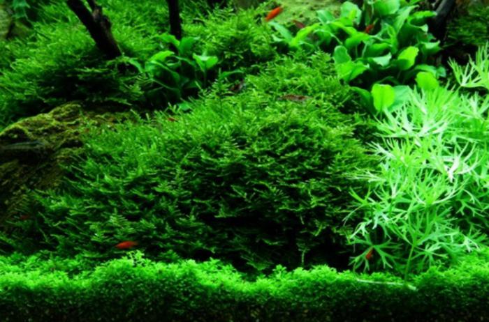 яванский мох в аквариуме фото