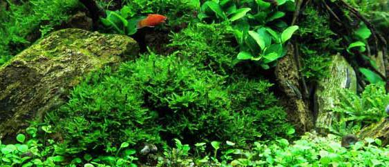 как посадить яванский мох в аквариуме