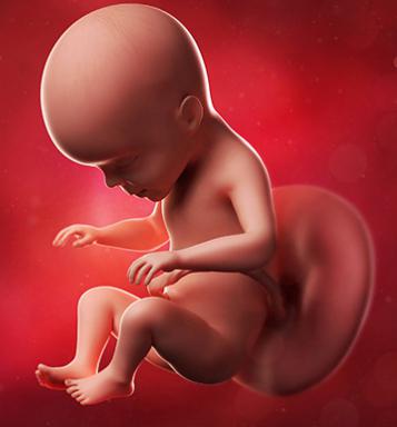Нормы развития ребенка в утробе матери thumbnail