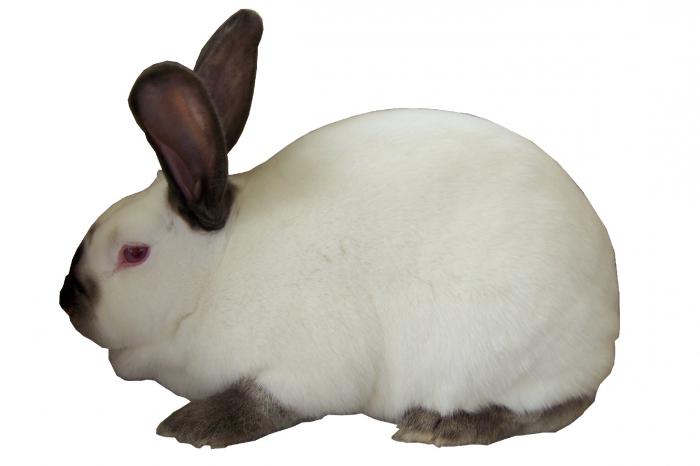 калифорнийский кролик вес