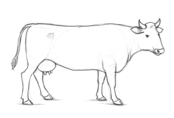 нарисовать корову карандашом