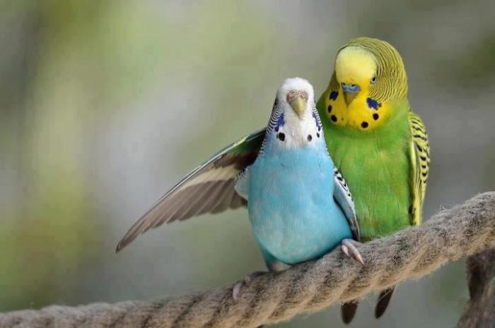 разведение попугаев в домашних условиях 
