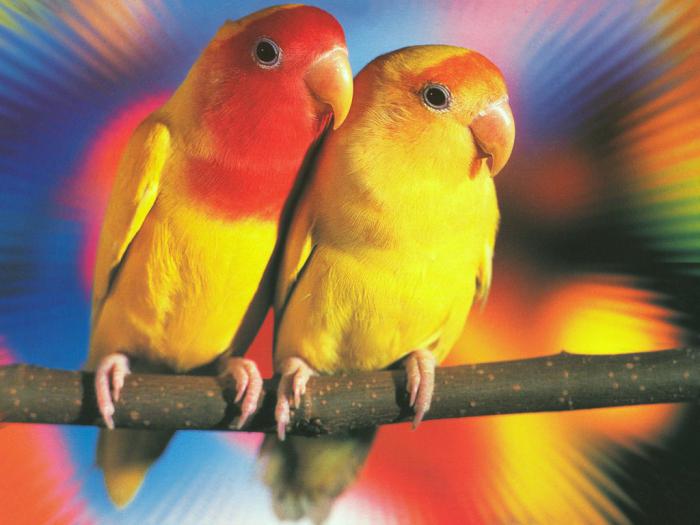 попугаи корелла разведение 