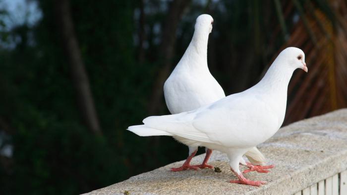 Обзоры пород голубей: их описание, фото и важная информация