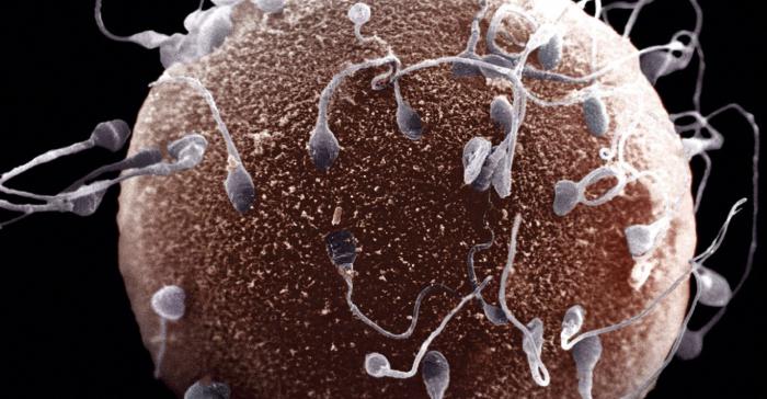 состав спермы белок