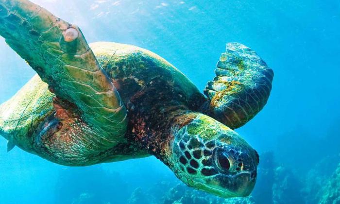 морские черепахи в домашних условиях