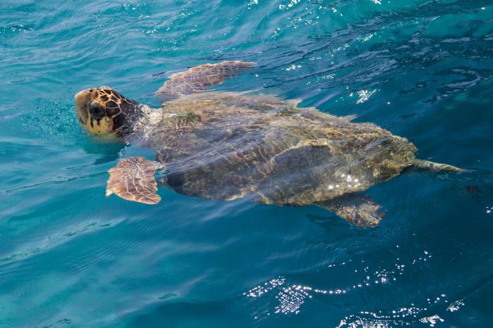 Морские черепахи: чем питается, виды, уход в домашних условиях, содержание