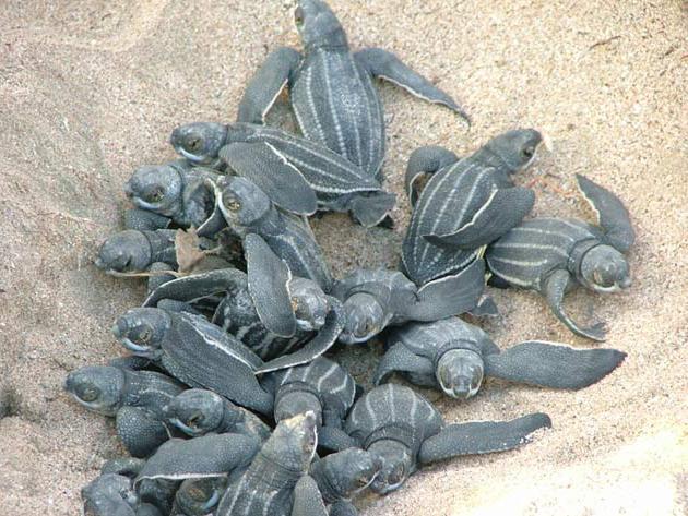 морские черепахи виды
