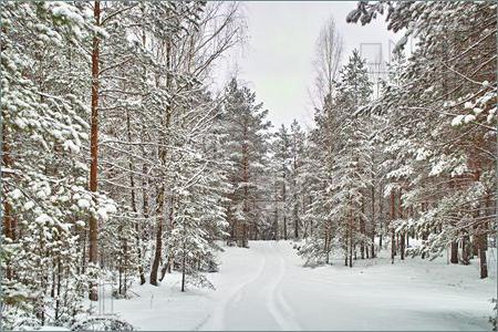 мини сочинение зимний лес
