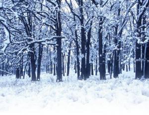зимний лес сочинение