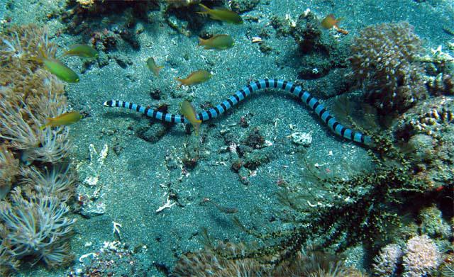 морские змеи