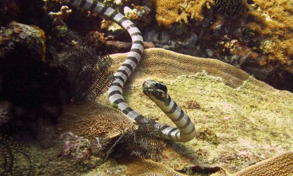 самые морские ядовитые змеи