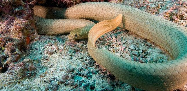 морские змеи красного моря