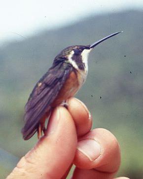 какая самая маленькая птица в мире 