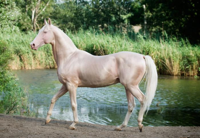 ахалтекинская порода лошадей фото 