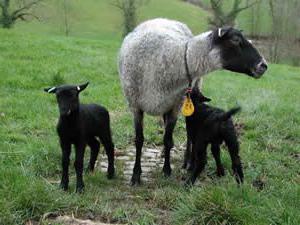 племенные овцы романовской породы 